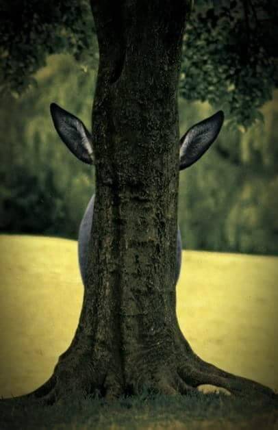 1dc1a4d9-9b2d-4905-96bb-78d2ea3941c8