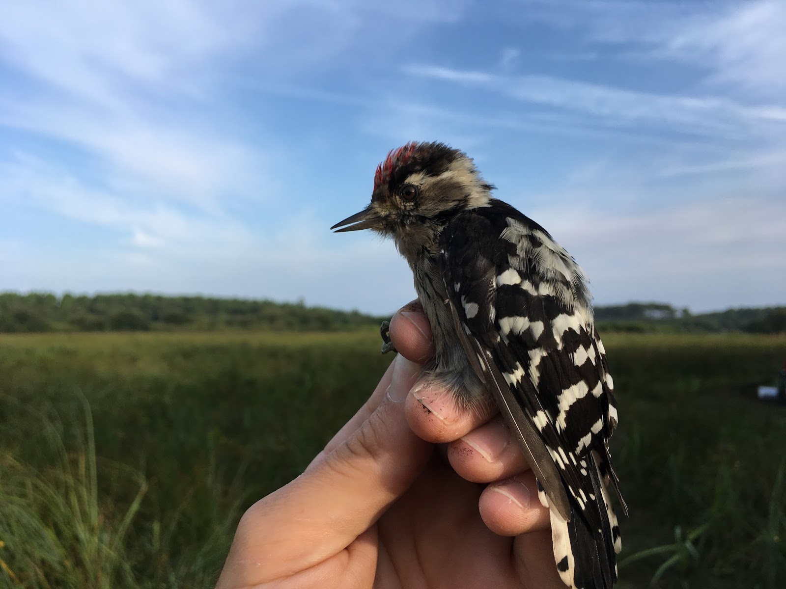 Station de baguage du marais de Moïsan: août 2017
